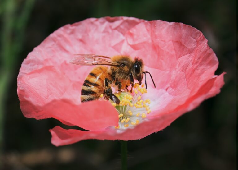 Le pollen d'abeille, un trésor insoupçonné